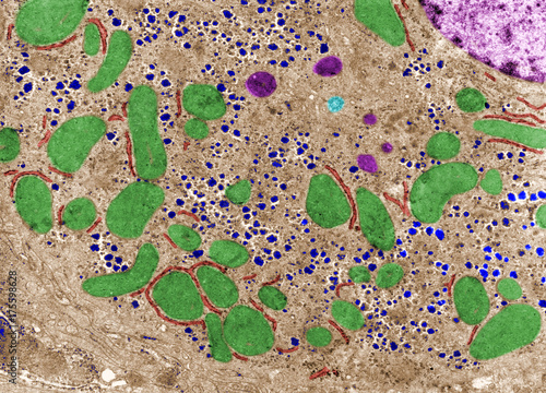 Cytoplasm. Cell organelles. False colour TEM photo