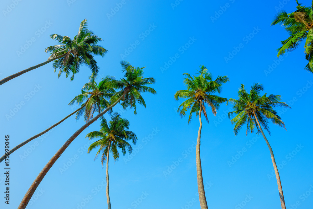 Obraz premium Palm trees and blue sky