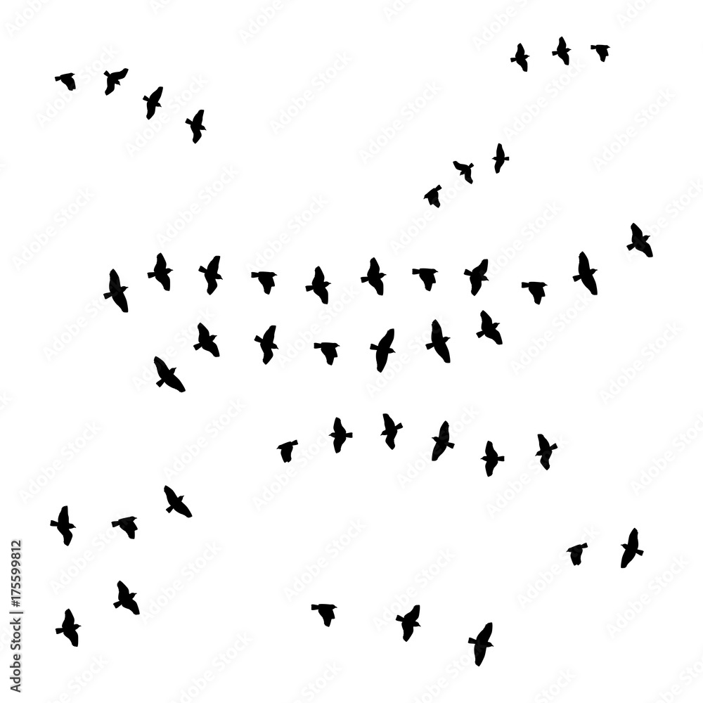 Obraz premium birds on white background