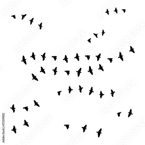 birds on white background