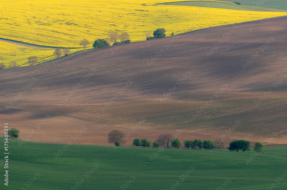 Obraz premium Spring farmland on hills of South Moravia. Czech green and yellow spring fields. Rural agriculture scene