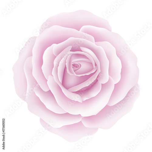 White background with a Rose Flower. Vector illustration