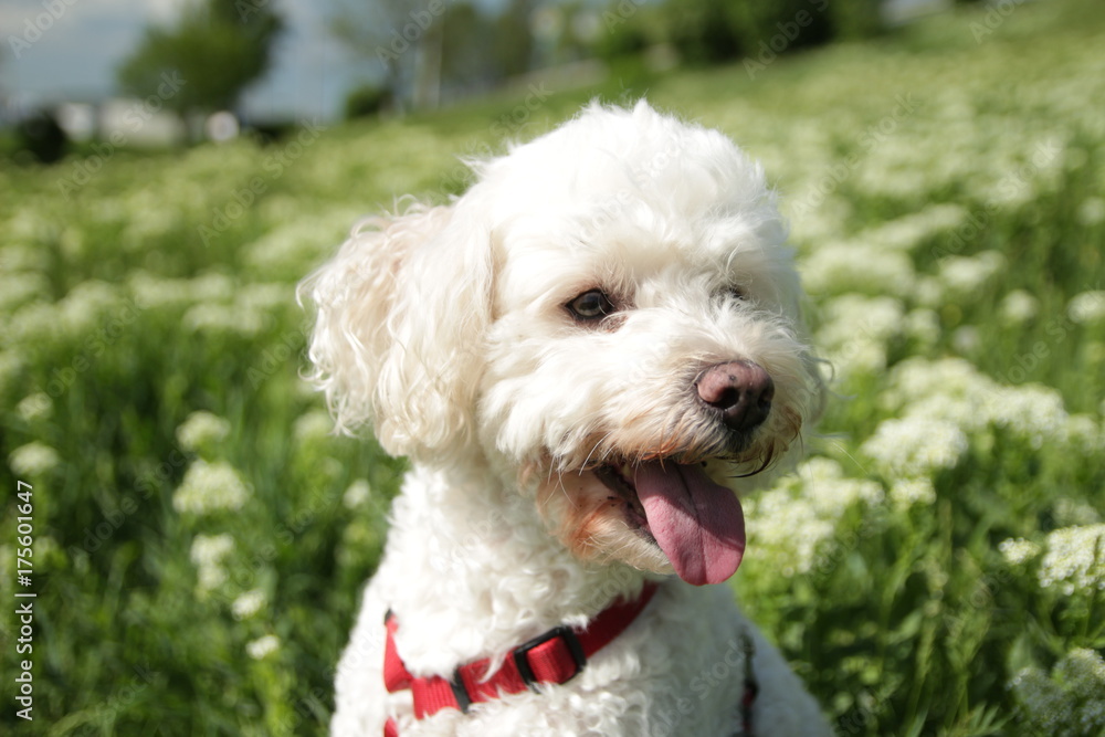 White Caniche on field of white flowers