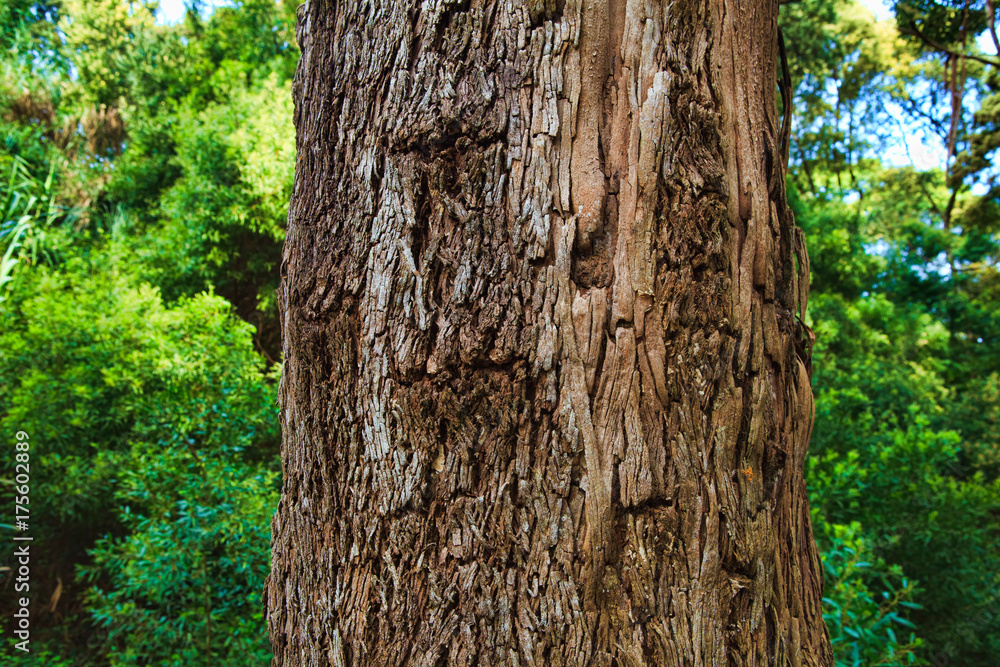 Fototapeta premium Closeup of the bark of an old tree