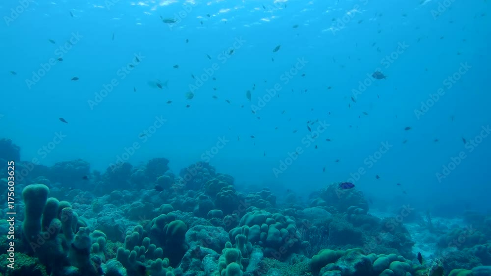 coral life underwater video 1080p Caribbean Sea coral life underwater video 1080p Caribbean Sea