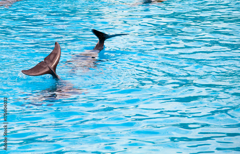 Fototapeta premium two dolphins frolic in the blue clear water