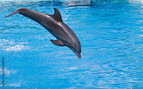Bottlenose dolphin jumping high from bue water