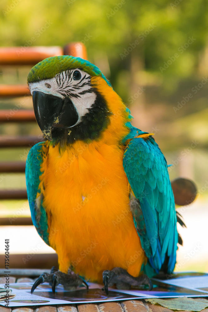 Ritratto di un pappagallo con colori vividi