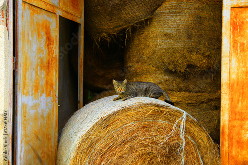 Cat on hay  photo