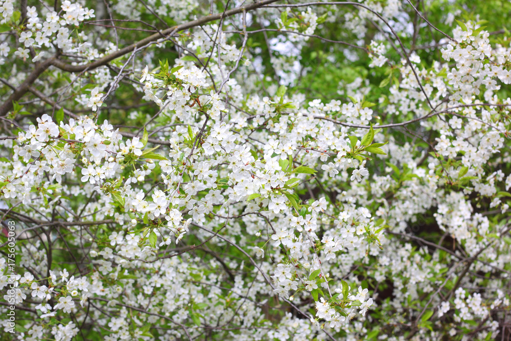 White flowers of fruit tree in good weather in spring White flowers of fruit tree in good weather in spring