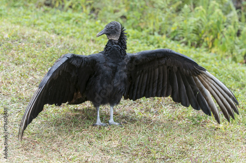 Urubu noir  Coragyps atratus  Black Vulture