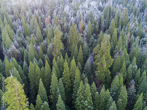 Looking down on a fir forest after a recent snowfall