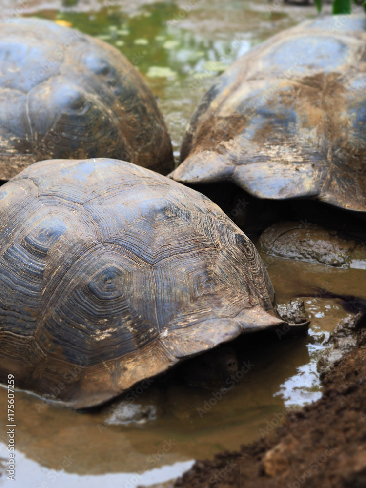 Giant Tortoise - Santa Cruz, Galapagos Islands, Ecuador Giant Tortoise - Santa Cruz, Galapagos Islands, Ecuador