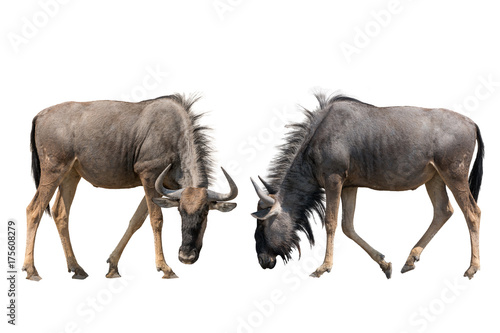 Set of two blue wildebeests portraits, isolated on white background
