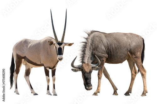 Set of oryx or gemsbuck and blue wildebeest portraits  isolated on white background