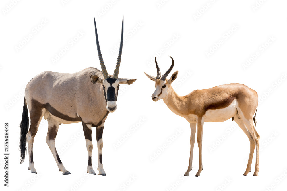 Obraz premium Set of oryx and springbok portraits, isolated on white background