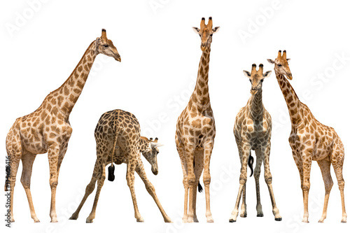 Set of five giraffe portraits, standing, isolated on white background