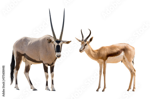 Set of oryx and springbok portraits, isolated on white background photo