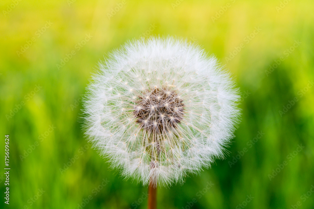 Obraz premium Blüte vom Löwenzahn 