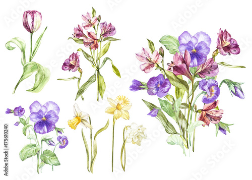 Big Set Watercolor collection with plants elements - leaf  flowers. Botanical illustration isolated on white background. Floral nature. Spring flowers Pansy and Alstroemeria  narcissus and tulip.