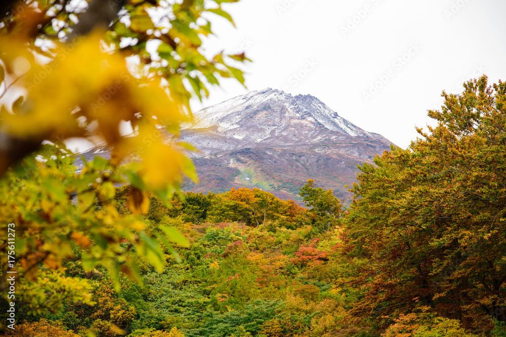 Obraz premium 鳥海山 紅葉