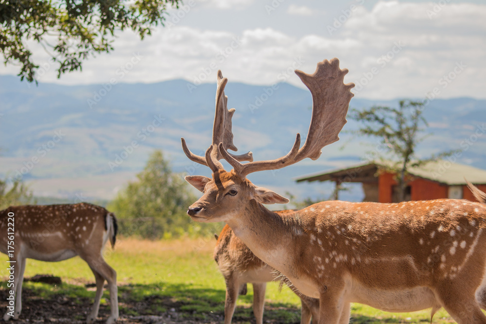Obraz premium Deer