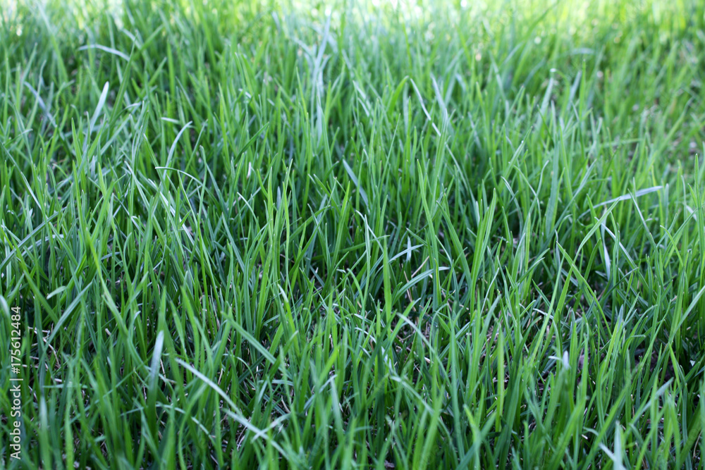 Obraz premium green grass