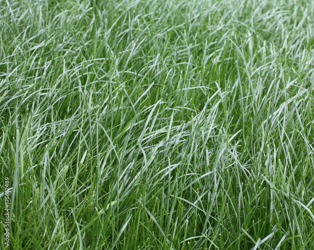 Obraz premium green grass