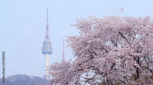 cherry blossom in spring of Seoul Tower in seoul,korea.