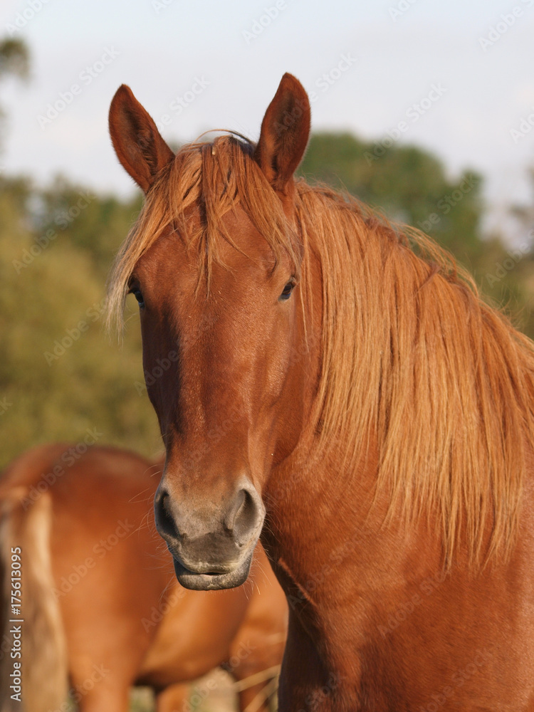 Fototapeta premium Horse Head Shot