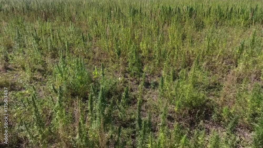 AERIAL: Marijuana field AERIAL: Marijuana field