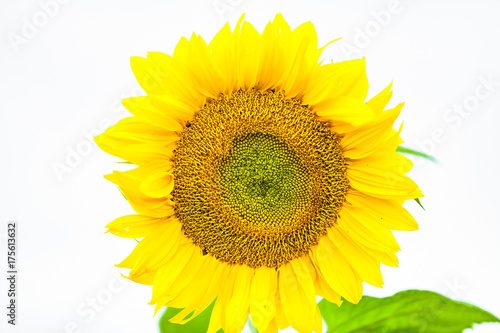 view of isolated sunflower in summer photo
