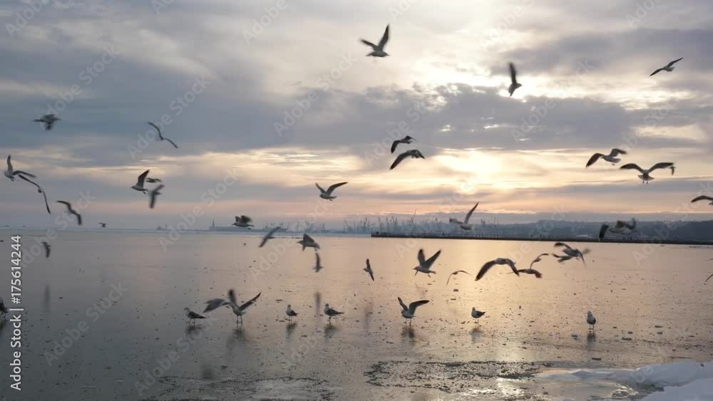 Seagulls flying over the frozen sea on a sunset and eating some food. Wide angle shooting.