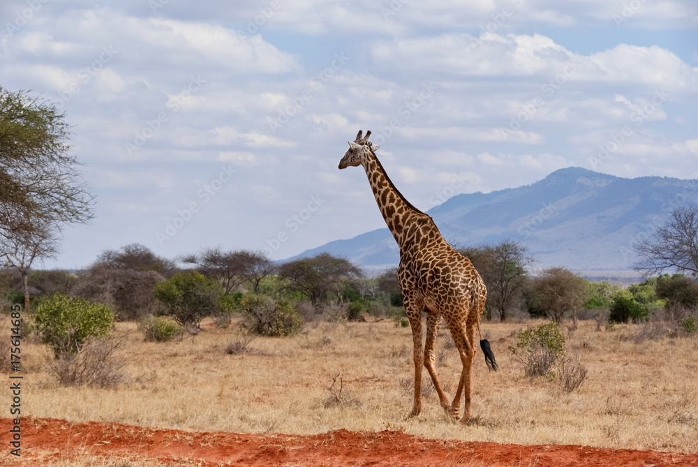 Obraz premium SONY DSC