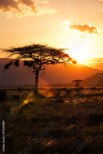 African Sunset © schame87