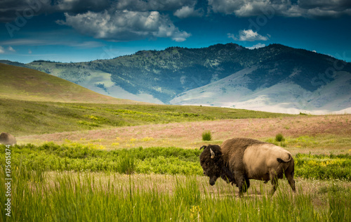 Bison in Montana