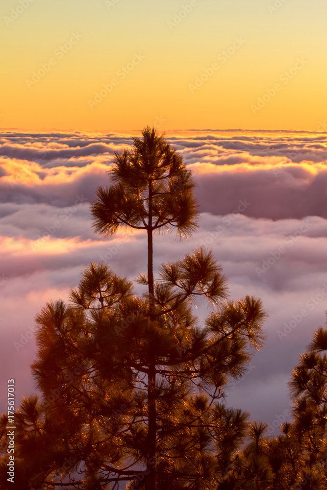 Fototapeta premium Sunset over the clouds in the forest