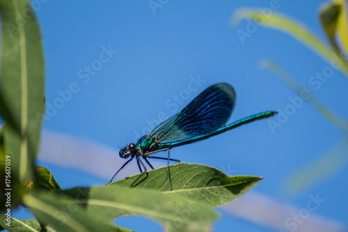 Dragonfly