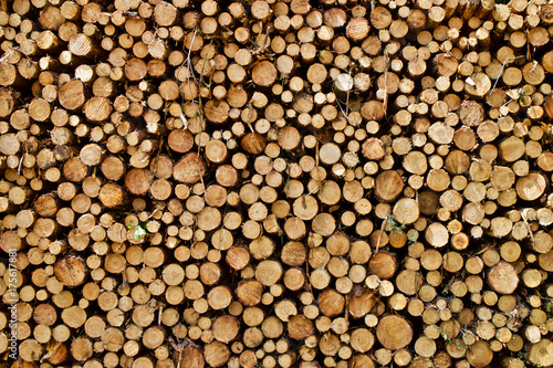 Wood logs piled