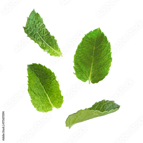 Mint leaves on a white background