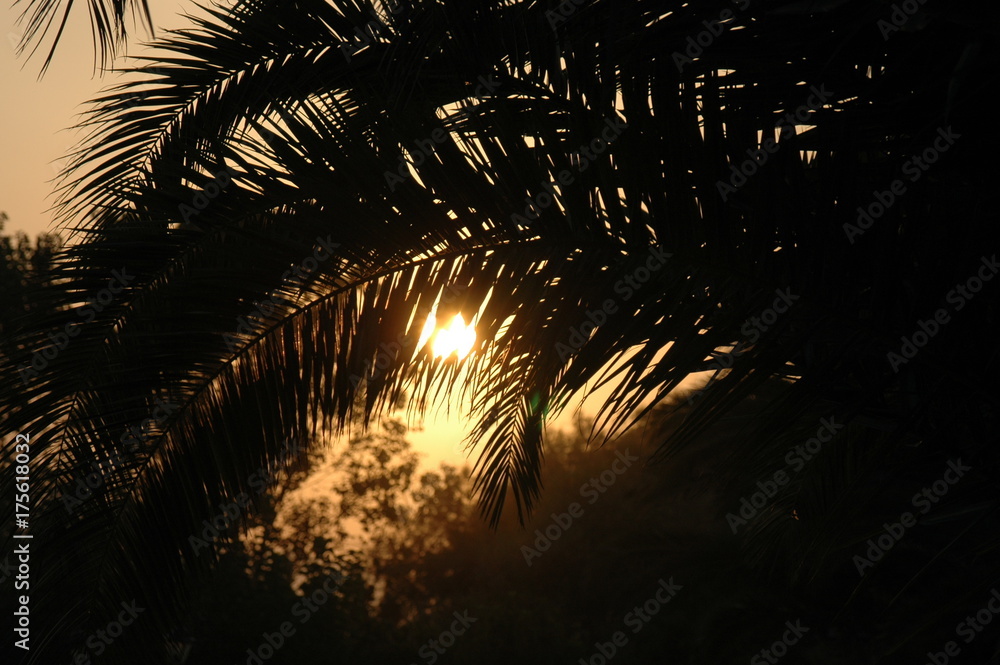 Sonnenuntergang durch Palmen