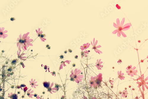 Pink flowers blossom. Floral background