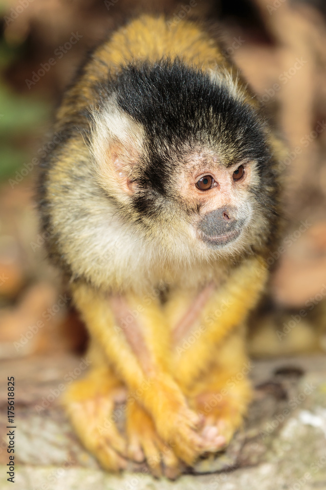 Leeuwenstaartmakaak.(Macaca silenus) Leeuwenstaartmakaak.(Macaca silenus)