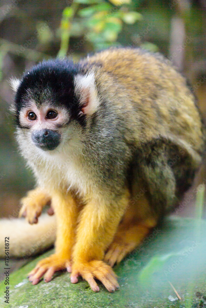 Obraz premium Leeuwenstaartmakaak.(Macaca silenus)