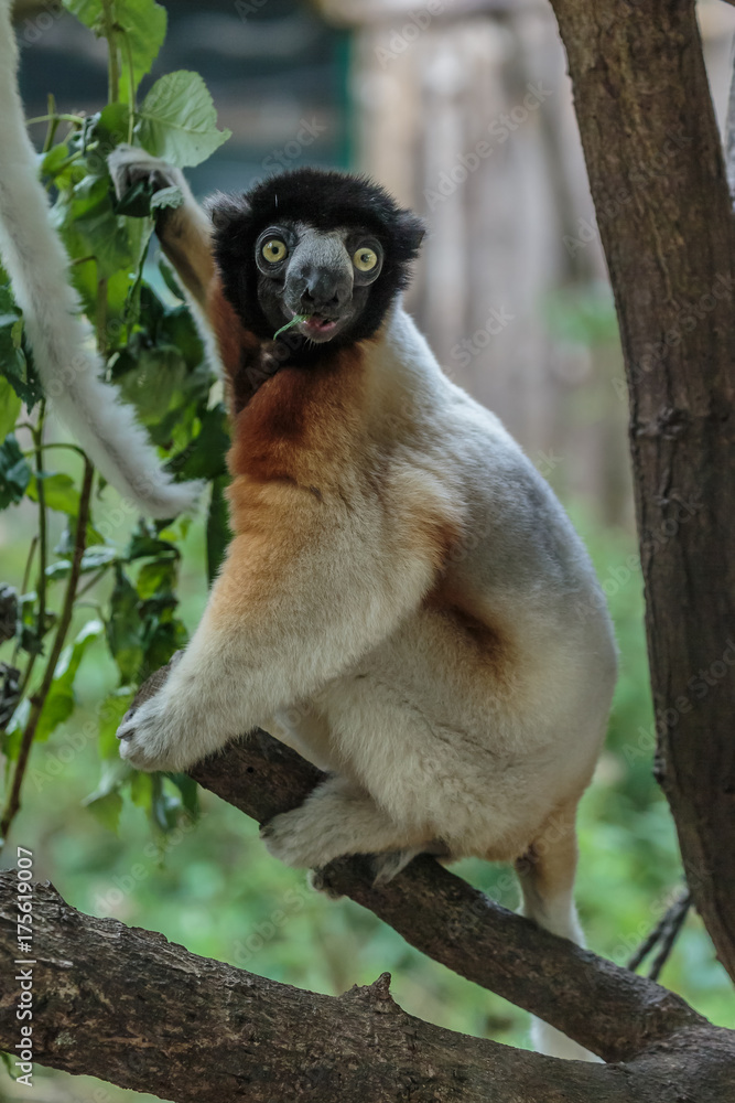 Fototapeta premium Kroonsifaka.(Propithecus coronatus)