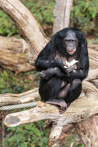 Fototapeta Naklejka Na Ścianę i Meble -  Bonobo, Pan paniscus