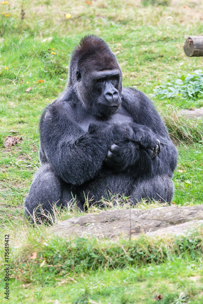 Laaglandgorilla, Gorilla gorilla gorilla Laaglandgorilla, Gorilla gorilla gorilla