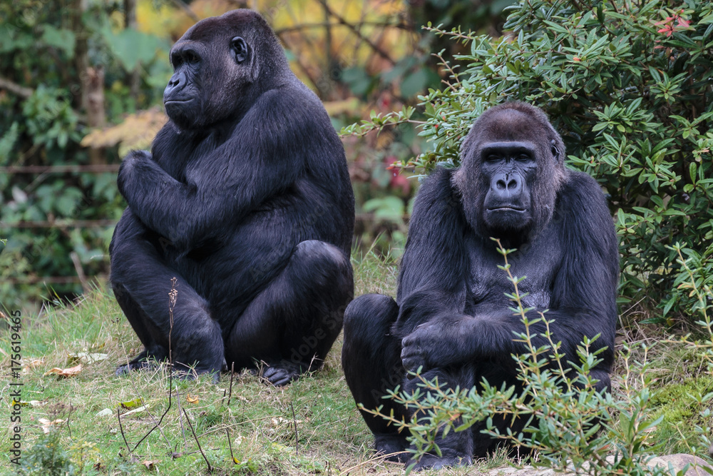 Laaglandgorilla, Gorilla gorilla gorilla Laaglandgorilla, Gorilla gorilla gorilla