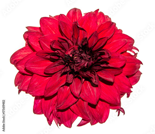 Canvas Print Flower of dahlia on a white background