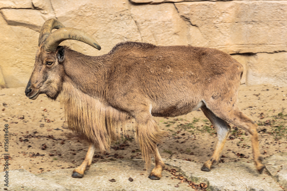 Steenbok uit Marokko